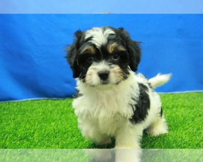 Jason - Cavalier King Charles Spaniel-Poodle (Toy) Mix Male Puppy for Sale