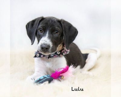 Lulu - Pointer Mix Female Puppy for Adoption