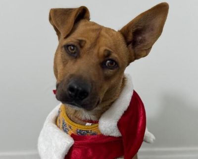 Exciting News: This adorable pup will be at an adoption event near you! Check our website: https://AmazingDogsRescue.org/dogs/ Or call 888.508.8943 (Monday to Sunday, 8 AM to 8 PM).. Out-of-town pets are cared for by non-local organizations who can make arrangements for the pet to be transported to your area. Learn More. Young Female Medium Brown / Chocolate , White / Cream
