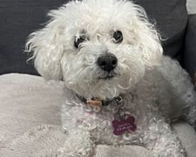 Chloe - Maltipoo Female Dog for Adoption