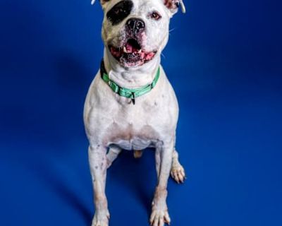 Monte - American Pit Bull Terrier/Mixed Breed (Medium) Mix Male Dog for Adoption