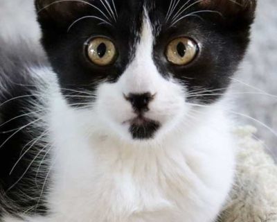 Child. Black & white or tuxedo. Hair: short. Microchipped. You can fill out an adoption application online on our official website. Pearly, Peppa, Phebe and Payne came to us after a family reached out about a stray cat that had now had her second litter. Mom and the older kittens were not friendly enough for adoption so they were all fixed and returned to the owner. The kittens were friendly an...