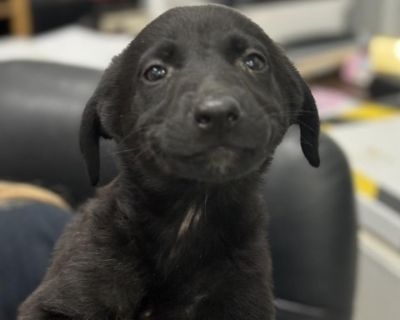 Fayes Little Pumpkins_2 - German Shepherd Dog & Labrador Retriever Mix Female Puppy for Adoption