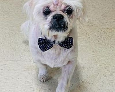 Phillip - Shih Tzu/Maltese Mix Male Dog for Adoption