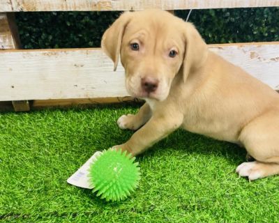 Cassandra Nova - Pit Bull Terrier & Yellow Labrador Retriever Mix Female Puppy for Adoption