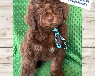 F2b Goldendoodles