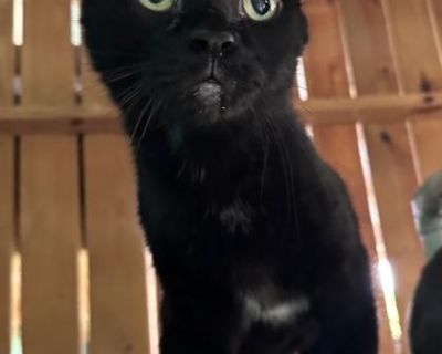 Meet Bug! His owners surrendered him when they were no longer able to care for him properly. Bug is looking for his true forever home to live out the rest of his days. To meet this sweet boy, whose adoption fees are completely paid for, stop by our Marathon Campus today!. Coat length Short House-trained Yes Health Vaccinations up to date, spayed / neutered.. Senior Male Medium Black , White