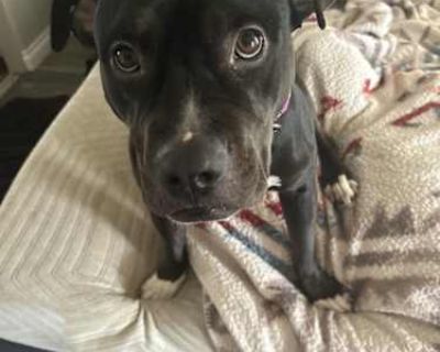 Faith - Staffordshire Bull Terrier Female Dog for Adoption
