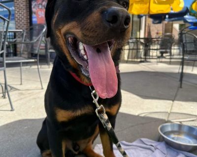 Diesel - Rottweiler Male Dog for Adoption