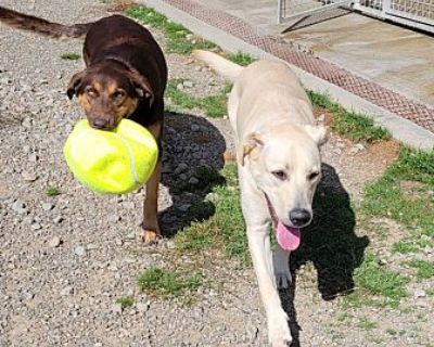 Kira - Labrador Retriever Female Puppy for Adoption