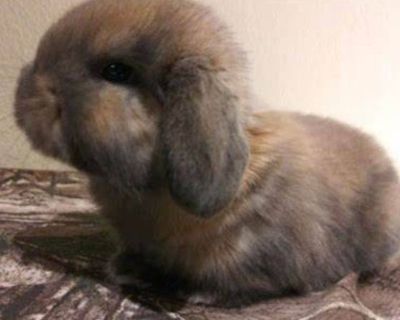 DWARF HOLLAND LOPS BUNNIES RABBITS BUNNY RABBIT