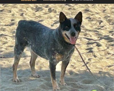 Louie A true blue, just in from Hitchcock Road Animal Services in Salinas, CA. This guy is the real deal and needs an experienced, breed savvy human to lead him to greatness ' |oh and some time to decompress. Louie is 3 years old, housebroken, microchipped, neutered and UTD on vaccines The shelter described Louie as a friendly boy that knows his basics - sit, down, shake. He enjoys car rides an...