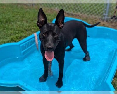 LAGOON - German Shepherd Dog Mix Male Adult Dog for Adoption