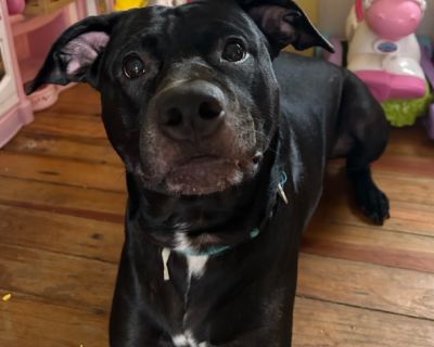 Benjamin Carl Spencer - Boxer & Labrador Retriever Mix Male Dog for Adoption