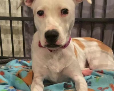 Ellen - American Staffordshire Terrier Mix Female Dog for Adoption