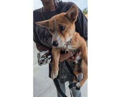 Star Fox-ADOPTED - Chihuahua/Welsh Terrier Mix Female Dog for Adoption