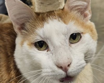 Reddington - Domestic Short Hair Male Cat for Adoption