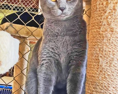 Destiny - Domestic Short Hair Female Cat for Adoption