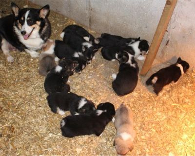 7 Male and 5 Female Pembroke Welsh Corgi Puppies for Sale