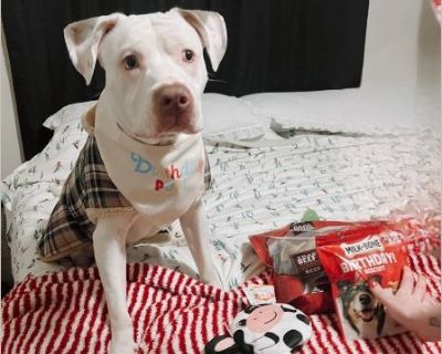 jax needs a good home where he has room to run and play!!