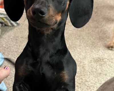 Dachshund