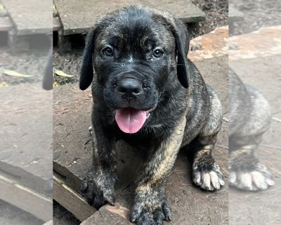 Pup2 - Cane Corso Female Puppy for Adoption