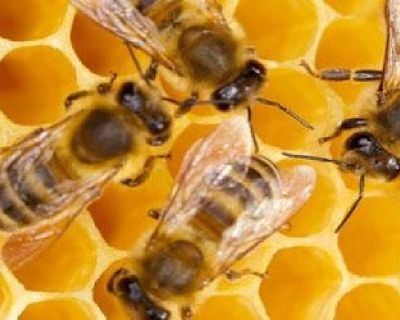 Bee Extermination Houston | Budget Bee Control