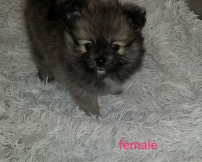 Pomeranian Puppies