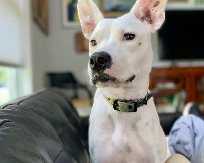 Young. White - with black. Meet Betty White! This adorable 2-year-old Terrier mix is as sweet as her name! Betty White is a happy, playful girl who finds joy in everything from squeaky toys to a good game of fetch. She s always ready for fun and would love an active family who can include her in their adventures. Betty is still discovering all the best parts of being a dog like leisurely walks,...