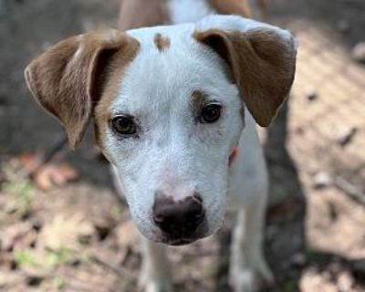 Bean - Hound (Unknown Type) Male Puppy for Adoption