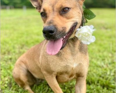 Meet Seirra! 'Hiya! I'm Sierra, and folks say I resemble a little pixie with my adorable ears! While I may not possess actual magic, I have an uncanny ability to sense when it's time for play and when it's time to cuddle. My gentle demeanor has certainly drawn a lot of attention. My favorite thing to do is give hugs and I'm told I give the best! Weighing in at under 45 pounds, I've managed to k...