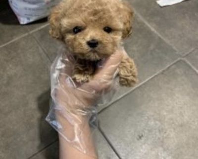 Super Adorable Teacup Poodle Puppies
