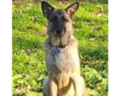 Adopt Princeton 12666 a German Shepherd Dog
