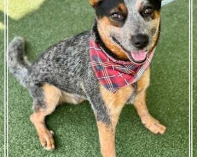BUCKY - Australian Cattle Dog Male Dog for Adoption