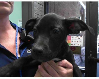 MALORIE - American Pit Bull Terrier Female Puppy for Adoption