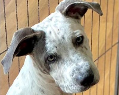 Johnny - Male Puppy Pit Bull / German Shepherd for Adoption