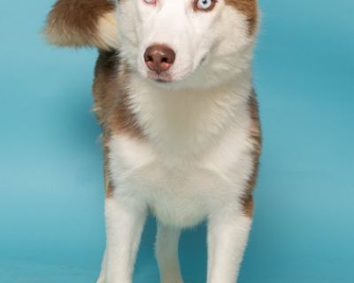 Wilma Flintstone - Siberian Husky Mix Female Puppy for Adoption