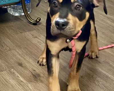 This 3 month old girl is ready to find her forever home for the holidays. She ll be so much fun playing in the snow and opening up her gifts. It s a perfect time to get her and have her adjusted for the holiday season. If you d like to meet this happy little girl, email us at sableadoptions1681@ gmail.com. Characteristics Friendly, Playful, Funny Health Vaccinations up to date, spayed / neutere...