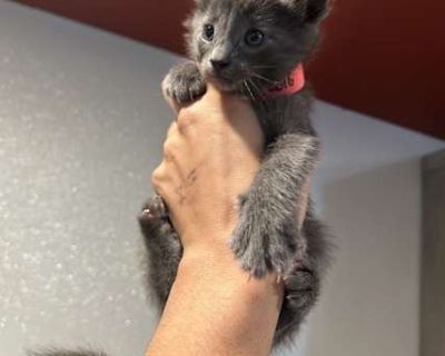 Grover* - Domestic Shorthair Male Cat for Adoption