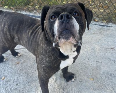 Beethoven - Boxer Mix Male Dog for Adoption