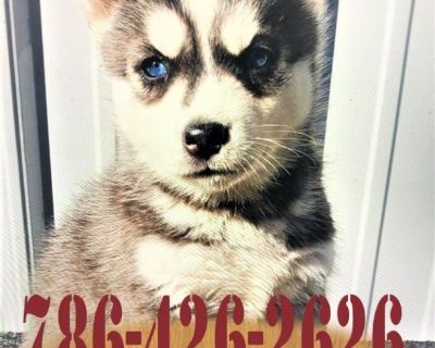 puppies