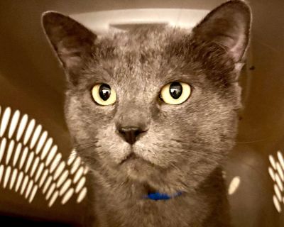 Hambone - Domestic Short Hair Male Cat for Adoption