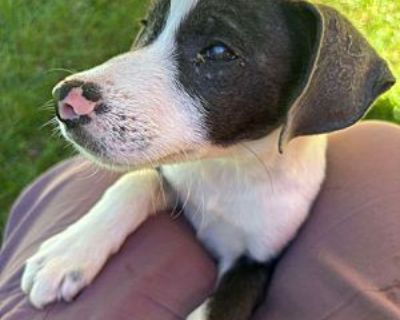 Twinkle - Australian Shepherd Male Puppy for Adoption