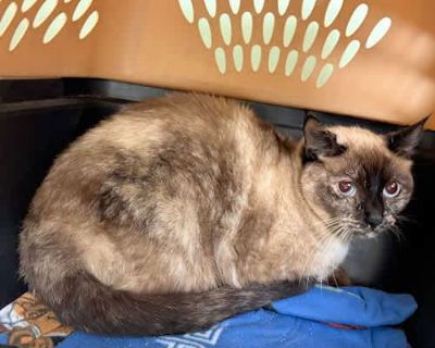 Little Barnes - Siamese Female Cat for Adoption