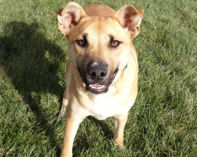 Charlie - Shepherd Mix Male Dog for Adoption