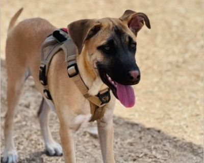 Charlie - Male Puppy German Shepherd mix for Adoption