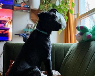 Sage - Rottweiler & Shepherd Mix Male Puppy for Adoption