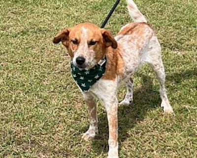 Zane - Border Collie/English (Redtick) Coonhound Mix Male Dog for Adoption