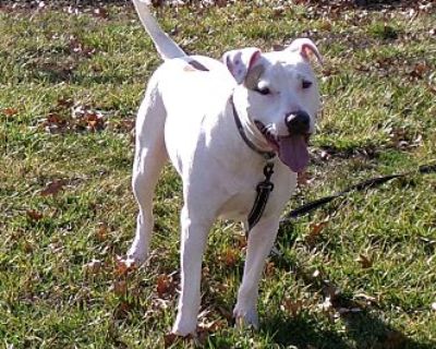 Doug - Pit Bull Terrier Male Dog for Adoption