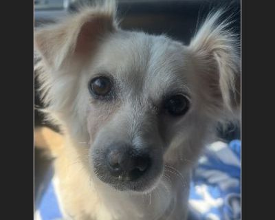 TAMMY - Female Puppy Cocker Spaniel / Pomeranian for Adoption